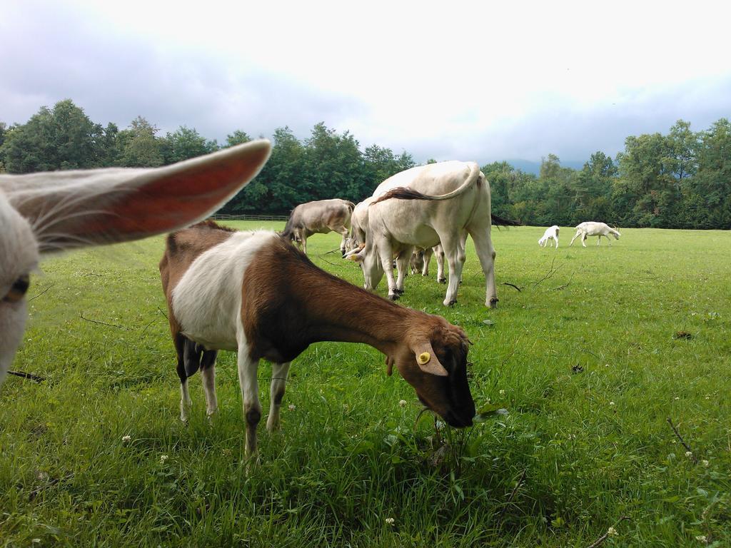 Agriturismo Cassinazza Orsenigo Luaran gambar
